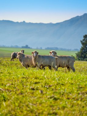 Wolseley, Batı Burnu, Güney Afrika 'da çimlerin üzerinde otlayan Merino koyunlarının dikey görüntüsü.