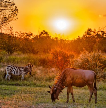 A wildebeest is grazing in the great African savanna during sunset, South Africa clipart