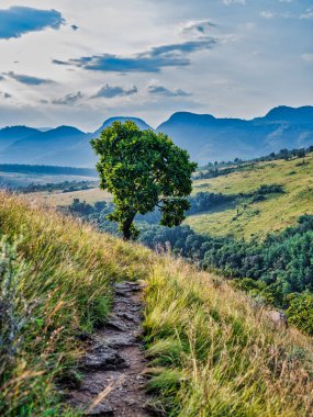 Dik bir dağda yürüyüş yolunda bir ağaç, Panorama Yolu, Mpumalanga, Güney Afrika