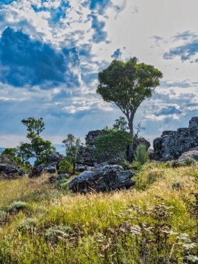 Vahşi otlağın dikey çekimi, Panorama Route 'daki kayalar, Mpumalanga, Güney Afrika