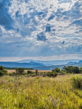 Yaban otlaklarının dikey çekimi ve panorama rotasındaki yuvarlanan tepeler, Mpumalanga, Güney Afrika