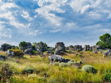 Vahşi çayır, Panorama Yolu 'ndaki kayalar, Mpumalanga, Güney Afrika