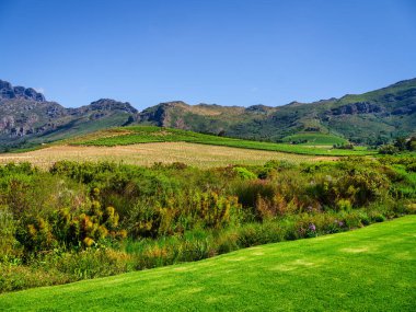 Arka planda stellenbosch dağları olan yuvarlanan tepelerde büyüyen sarmaşık, Cape Town, Güney Afrika