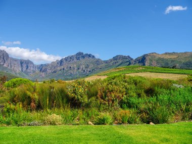 Oldenburg üzüm bağlarında yemyeşil otlar ve protea fynbos arka planda stellenbosch dağları, Cape Town, Güney Afrika