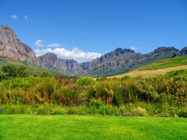 Protea fynbos Oldenburg üzüm bağlarında arka planda yıldız bozanı dağları, Cape Town, Güney Afrika