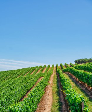 Stellenbosch, Cape Town, Güney Afrika 'da dolambaçlı bir tepede üzüm ağaçları büyüyor.