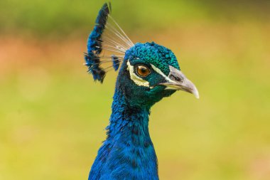 Constantia Valley Cape Town Güney Afrika 'da erkek renkli tavus kuşunun yakın çekimleri.