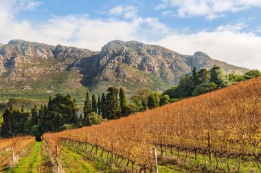 Sonbaharda Constantia Vadisi 'nde şarap sıraları ve arka planda dağ sıraları.