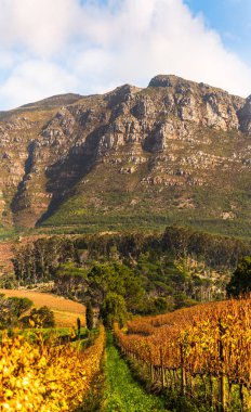 Sonbaharda Constantia Vadisi 'nde şarap sıraları ve arka planda dağ sıraları.