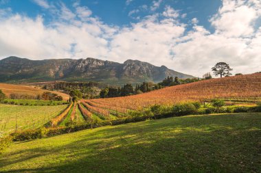 Sonbaharda Constantia Vadisi 'nde şarap sıraları ve arka planda dağ sıraları.