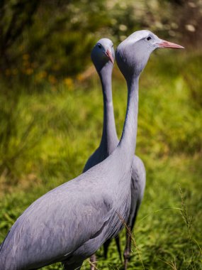 blue crane couple in their natural habitat clipart