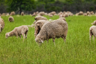 Sheep grazing in a lush green grassland Eastern Cape South Africa clipart