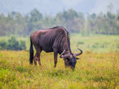 Afrika 'nın Kwazulu Natal' daki büyük çayırlarında otlayan bir antilop.