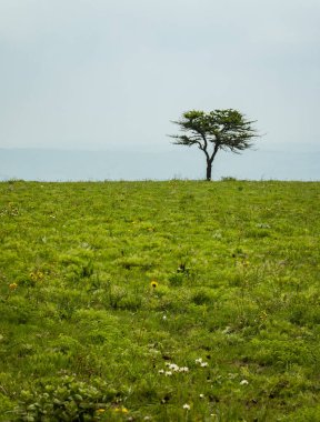 Çiçekli yemyeşil çayırlar ve Afrika kırsalındaki bir tepede yalnız bir ağaç.