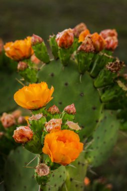 Armut dikenli kaktüs. Karoo Güney Afrika 'da çiğ taneli parlak turuncu çiçek.
