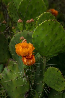 Armut dikenli kaktüs. Karoo Güney Afrika 'da çiğ taneli parlak turuncu çiçek.