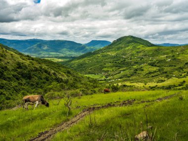 Güney Afrika 'nın doğusundaki Cape kırsalında otlayan boğa hayvanı.