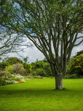Baharda Cape Town 'da yemyeşil bir tarlada Kirstenbosch bahçesinde bir ağaç
