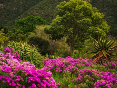 Bir bahar günü Kirstenbosch botanik 'te renkli çiçekler