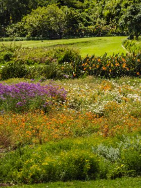 Güney Afrika Cape Town 'da bahar boyunca Kirstenbosch bahçesinde renkli çiçekler