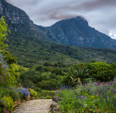 Dağdaki yamaçlardaki Kirstenbosch bahçesindeki dağ ve taş patikalarının manzarası.