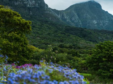 Kirstenbosch Cape Town 'daki masa dağlarının manzara görüntüsü.