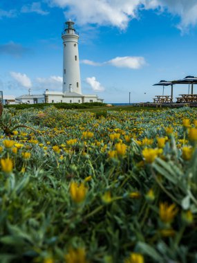 Seal Point Lighthouse through flowers at Cape St Francis South Africa clipart