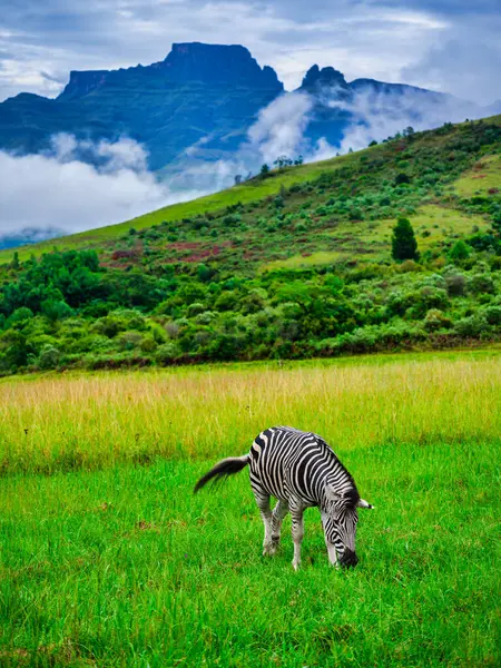 Drakensberg çayır vadisinde otlayan bir zebranın dikey çekimi, arka planda Catkin Tepesi, KwaZulu-Natal, Güney Afrika