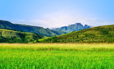 Green grassland stretches across a valley with rolling hills, Drakensberg mountains rising majestically in the background of KwaZulu-Natal, South Africa clipart