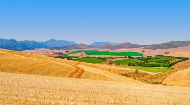 Patches of green crops surrounded by golden fields after harvest in the rolling hills of Villiersdorp, Villiersdorp, South Africa clipart