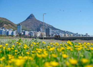 Sea Point Gezinti Parkı 'ndan Lion' s Head Dağı manzarası sarı çiçeklerle süslenmiş, Cape Town, Güney Afrika