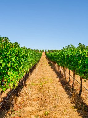 Groot Constantia 'da yaz boyunca yemyeşil yapraklarla düzgünce dizilmiş asma sıralarının dikey görüntüsü, Güney Afrika, Cape Town yakınlarındaki canlı tarım manzarasını gözler önüne seriyor..