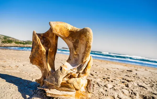 Yıpranmış balina omurları kumlu sahilde uzanır. Bu kalıntılar, Güney Afrika 'daki Plettenberg Körfezi' nde, Robberg Doğa Koruma Alanı 'nda keşfedilmiştir.