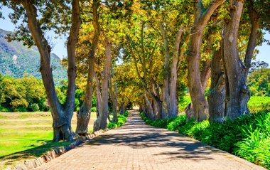 Pürüzsüz asfalt bir yolu olan ağaçlarla kaplı bir bulvar, arka planda görkemli dağlar, Constantia, Cape Town, Güney Afrika 'da yemyeşil bahçeler boyunca esiyor.
