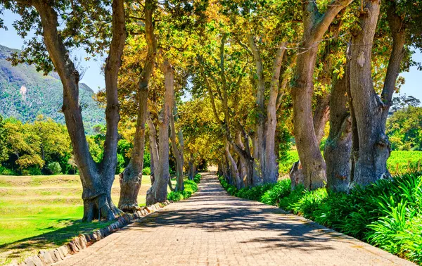 Pürüzsüz asfalt bir yolu olan ağaçlarla kaplı bir bulvar, arka planda görkemli dağlar, Constantia, Cape Town, Güney Afrika 'da yemyeşil bahçeler boyunca esiyor.