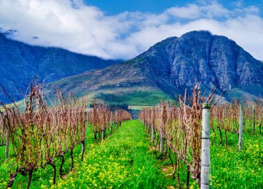 Canlı sarı kanola çiçekleri Waterford Estate, Stellenbosch, Güney Afrika 'daki düzenli üzüm asmaları arasında güzel bir kış örtüsü olarak yetişir.