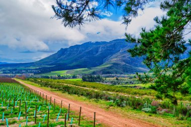 Helderberg Dağı 'nın güzel bir manzarası, üzüm bağlarıyla kaplı yamaçları ve Güney Afrika' nın Stellenbosch kentindeki ağaçlarla mükemmel çerçevelenmiş engebeli bir 4x4 yolu.
