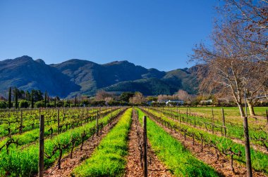 Yeşil çimen ve sarı kanola çiçeklerinden oluşan kış örtüsü, Güney Afrika 'nın dramatik dağlarıyla, Franschhoek vadisindeki uykudaki üzüm bağları arasında yetişir.