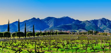 Büyük bir panoramik çekim, Franschhoek Vadisi 'nin manzaralı üzüm bağlarını yakalıyor. Muhteşem Franschhoek sıradağları muhteşem bir zemin oluşturuyor. Güney Afrika.