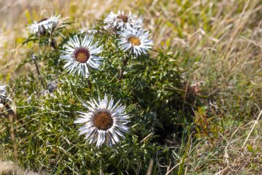 Carlina Acaulis, Carline devedikeni, gümüş devedikeni, Avrupa 'ya özgü çiçek bitkisi, Asteraceae ailesi, Appennino, Parma İtalya. Yüksek kalite fotoğraf