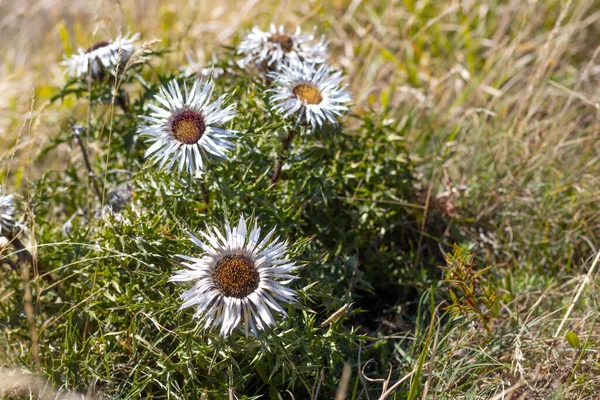Carlina Acaulis, Carline devedikeni, gümüş devedikeni, Avrupa 'ya özgü çiçek bitkisi, Asteraceae ailesi, Appennino, Parma İtalya. Yüksek kalite fotoğraf