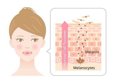 healthy skin cell turnover on young woman's face illustration. shedding dead skin cells and replacing them with younger cells. Beauty skin care concept