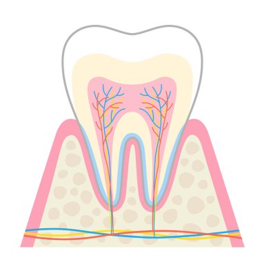 Diş anatomisi çizimi. Diş diyagramının yapısı. Diş sağlığı konsepti 