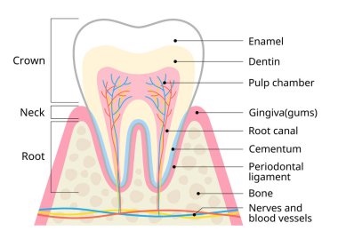 Diş anatomisi çizimi. Diş diyagramının yapısı. Diş sağlığı konsepti 
