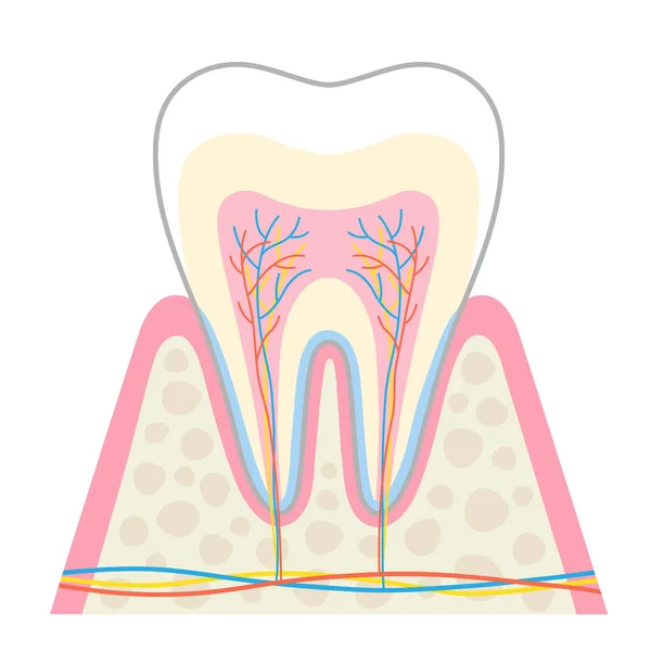 Tandanatomie Illustratie Structuur Van Tand Diagram Tandheelkundige Gezondheidszorg — Stockvector