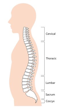 İnsan omurgası anatomisi ve işlevi. Omurgalı sütun. Beyaz arkaplanda izole. 