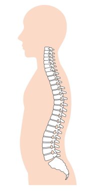 İnsan omurgası anatomisi, omurga. Omurga. Sağlık ve tıbbi konsept