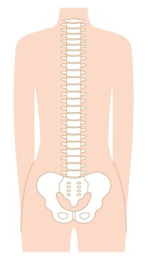 Normal insan omurgası. Omurgalı sütun. Beyaz arkaplanda izole. 