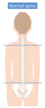 Normal kadın omurgası. Sağlıklı omurga kemiği. Beyaz arkaplanda izole. 