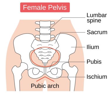 Kadın leğen kemiğinin iskelet şekli. Beyaz arkaplanda izole.